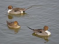 Pintail Trio